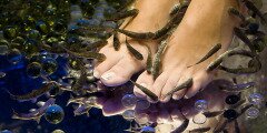  DoctorFISH - Exotic SPA 